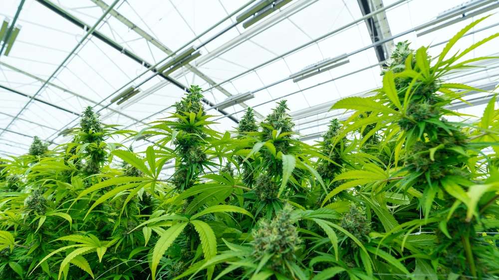 Cannabis cultivator facility