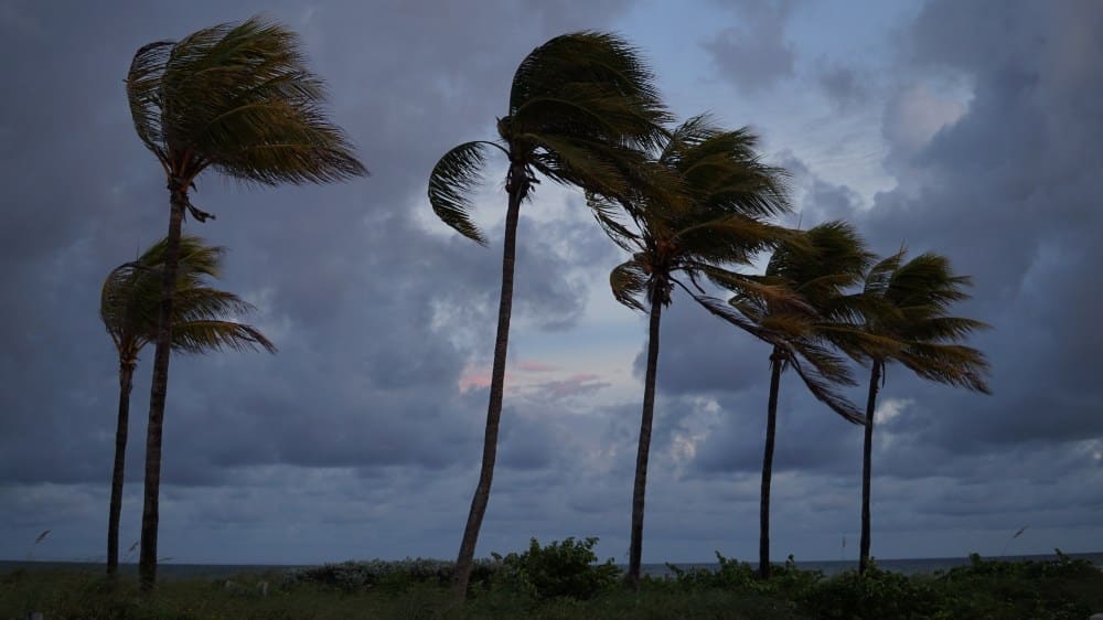 Palm trees in hurricane
